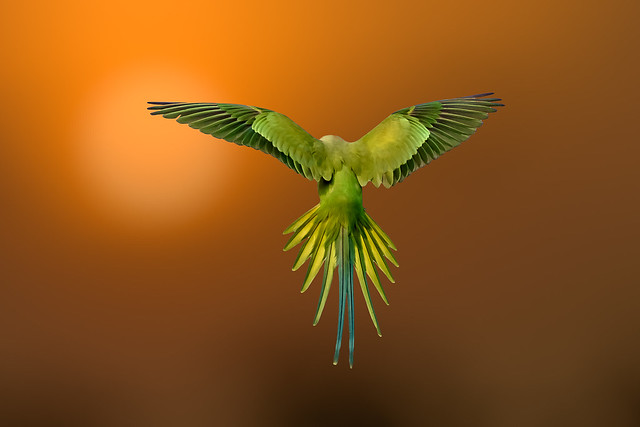 Stunning spread of a parakeet!