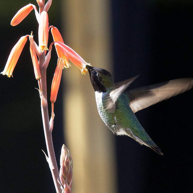 Hummingbird at work