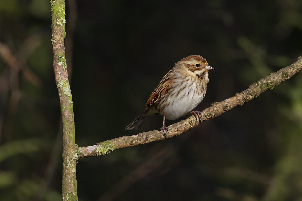IMGP4920c Reed Bunting (f), Barnwell Country Park, January 2018