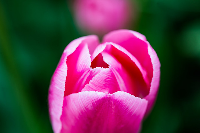 Tulip Closeups & Macros