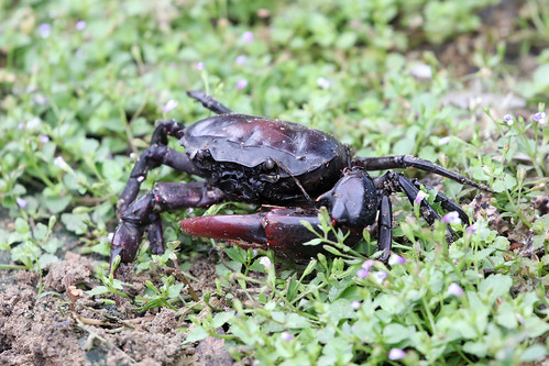 crab thailand nakhonsawan kongkien nature