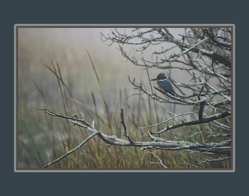 Kingfisher in the fog | by tvj21