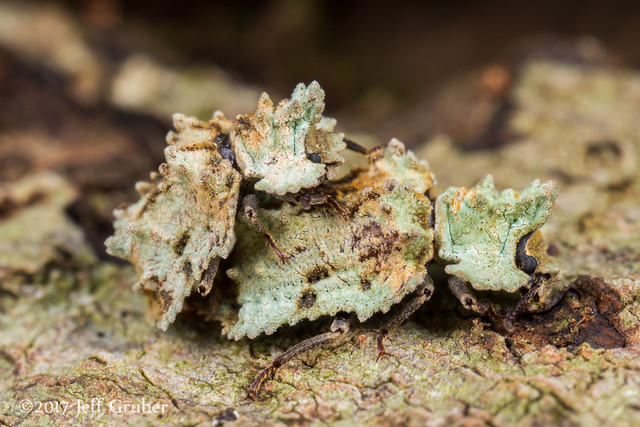 Mating Lichen Mimic Beetles (Pristoderus chloreus)