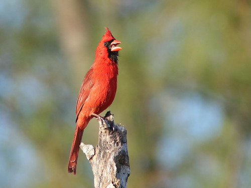 Northern Cardinal singing 05-20180228