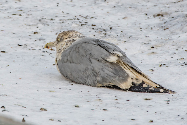 Herring Gull, oil covered , Quidi Vidi Lake