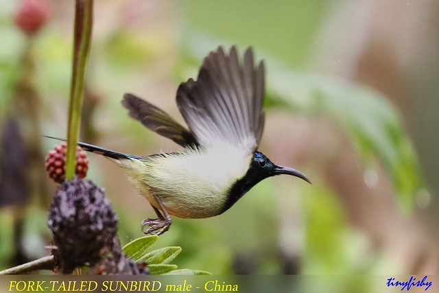 (Species #1185a) Fork-tailed Sunbird - [ Tien Chi Hotel, Hainan, China ]