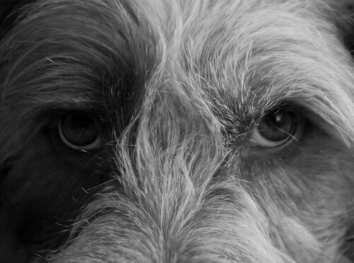 Attack eyebrows | by thepantsqueen