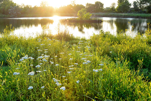 park green creek pond kansas wichita chisholm wildflowerrs
