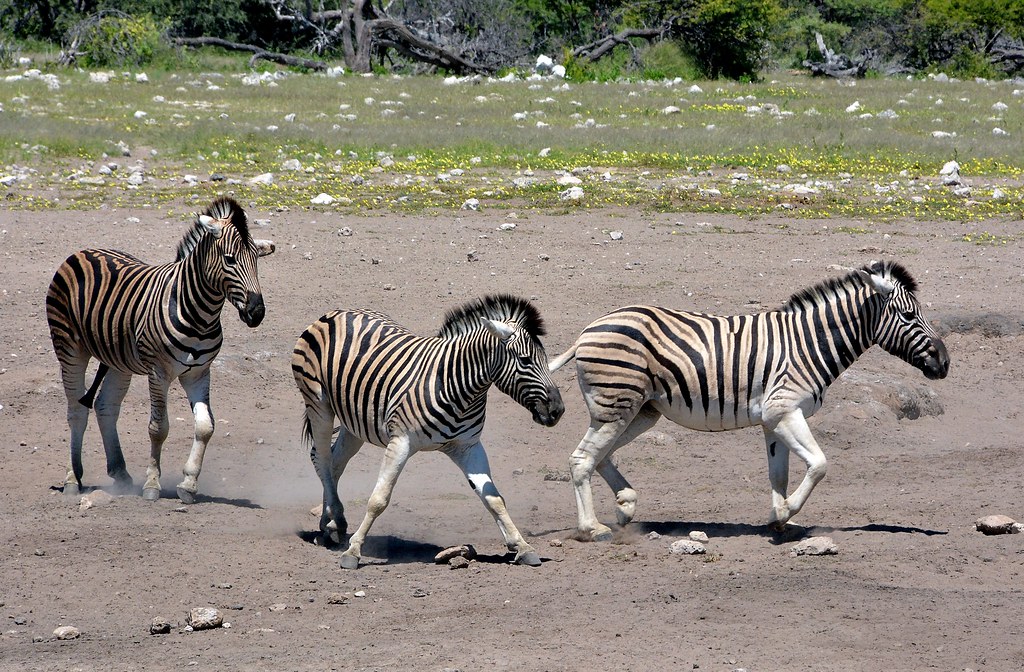 Burchell's Zebra - Etosha National Park, Namibia.