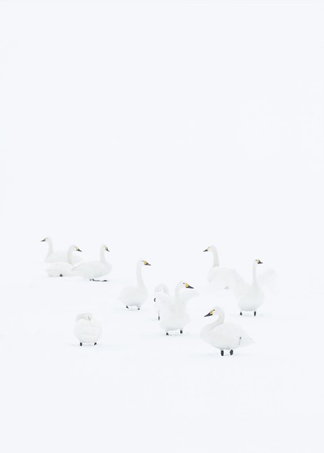 Tundra geese