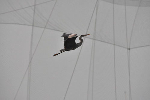 Net Scape, | by ulovebob