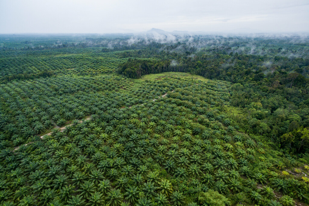 Aerial footage of palm oil and the forest in Sentabai Village, West Kalimantan. 2017.