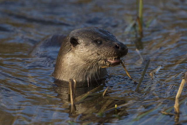 Juvenile Otter (with 2 ears)