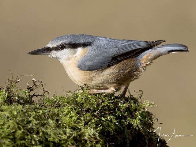 Nuthatch at Fineshades Wood 15/02/18.