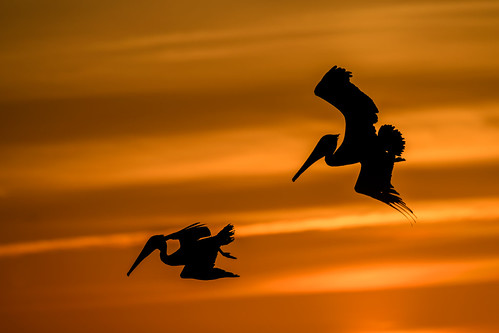 birdsinflight silhouettes brownpelicans pelicansfishing sunset turnerbeach captivaisland florida