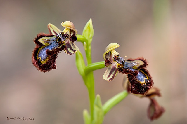 4467 Ophrys speculum