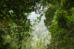 Selva valdiviana del PN Puyehue, en el sendero "El Pionero"