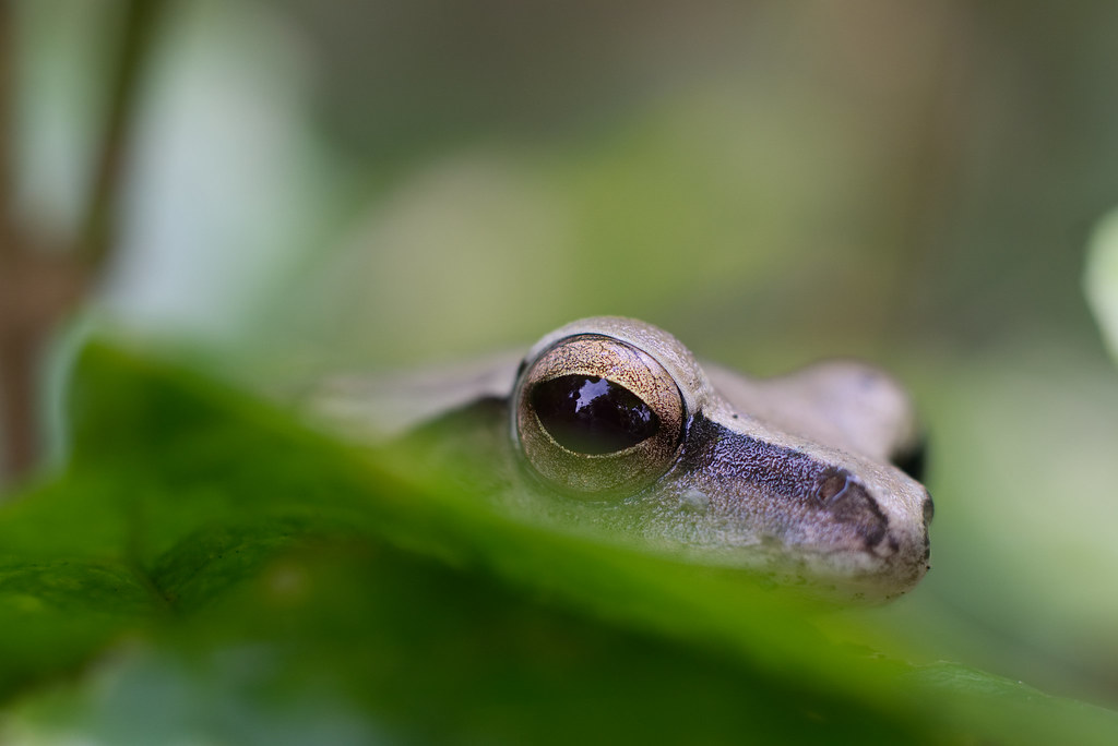 A peek from amphibian eye