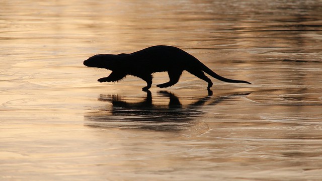 Not every day you see an otter walking on water...