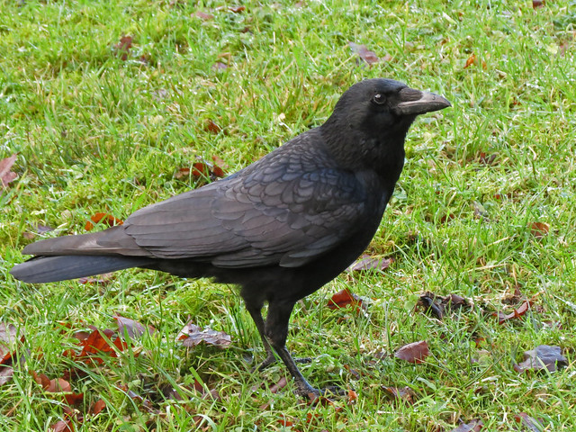 Carrion Crow, Lomond area, Scotland.