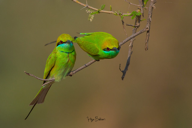 A pair of green bee eaters early morning
