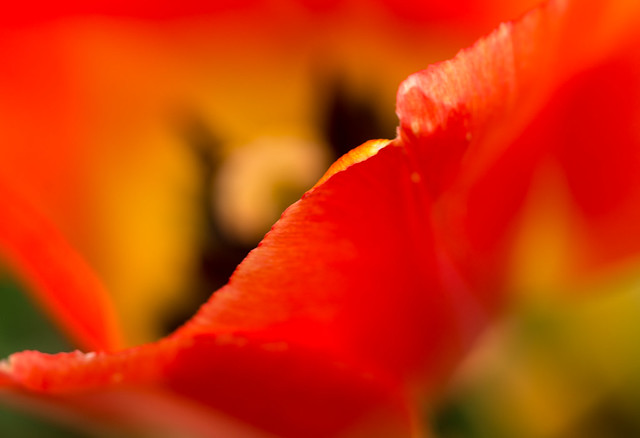 Tulip Closeups & Macros