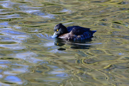 Tufted duck (female) swimming by