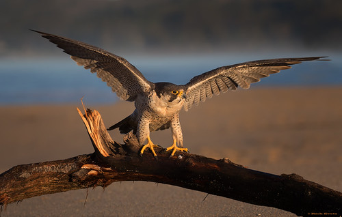 Wing Check! | by E_Rick1502