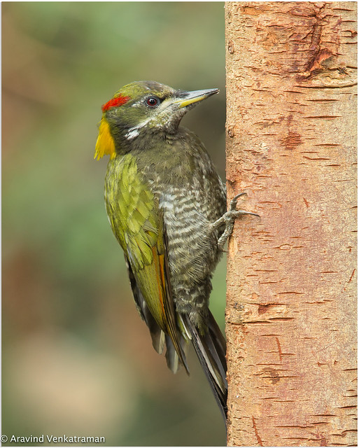 Lesser Yellownape woodpecker