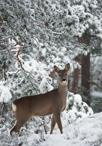 Norway Roe Roe Deer | Norway | Fredrik Stige/Wildlife Photography | Flickr