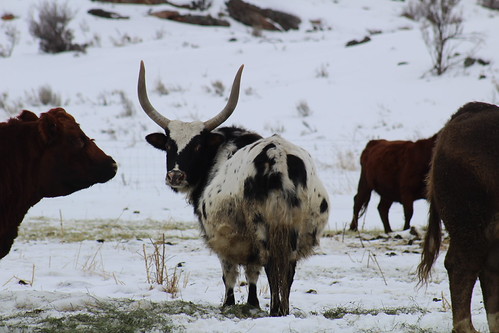 IMG_6075 Herd Bull by Jon. D. Anderson, 14 January 2018

Cameron Lake Loop Road, Okanogan County, Washington

This bull was in a paddock wit