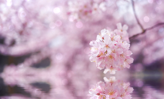 Sakura Love by Simon Hadleigh-Sparks