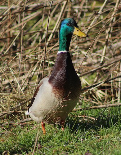 Mallard Duck | by the.haggishunter