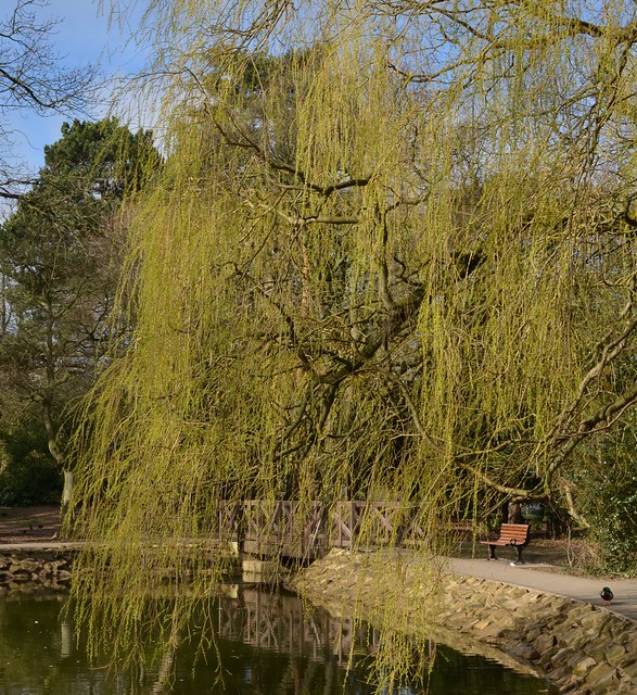 A Bench, A Duck & A Willow Tree