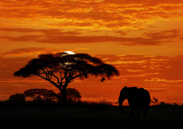 Bull elephant at sunset