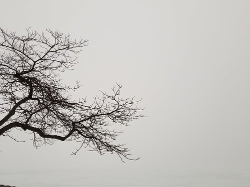 tree branches gray grey landscape upstate upstateny