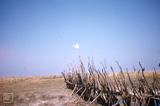 Fish trap and little egret. Kafue reserve, North Rhodesia
