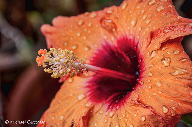 Orange Hibiscus After the Rain