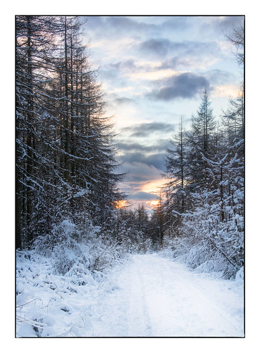 forest snow sunset track canon760d