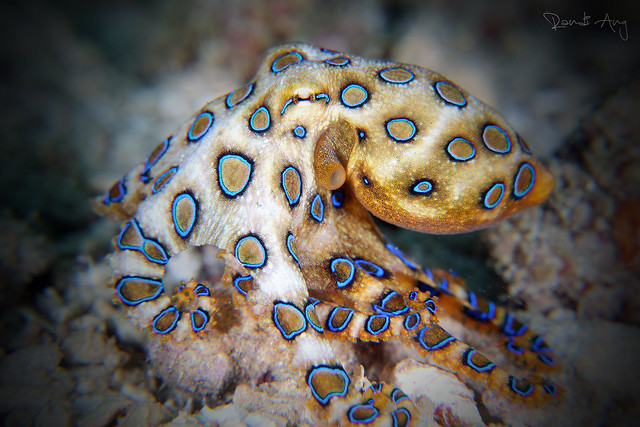 Blue-ringed Octopus (Hapalochlaena lunulata)