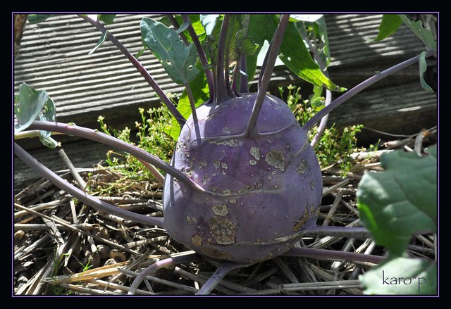 the purple vegetable