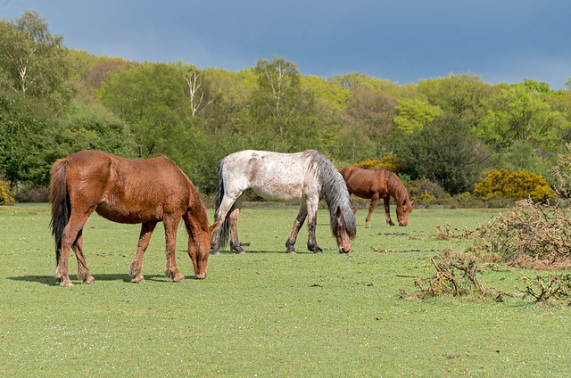 Ponies in the New Forest
