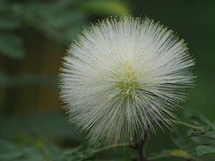 White powderpuff flower (Calliandra haematocephala, カリアンドラ・ハエマトケファラ)