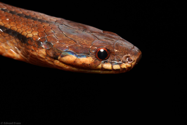 A very rare snake - Rhadinella pegosalyta