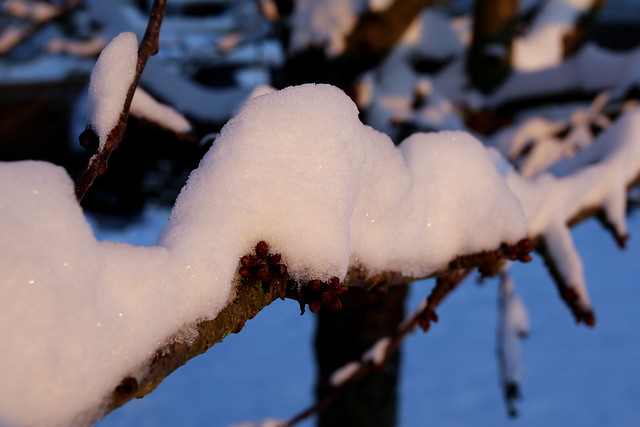 Bourgeons sous la neige / Buds under snow
