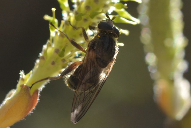 Interesting fly on Arroyo Willow catkin - Syrphidae?