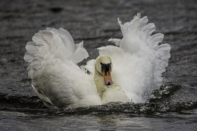 Swan On A Mission
