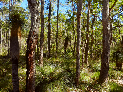 western australia margaret river island brook estate landscape dana iwachow nikon coolpix s9200 summer 2018 cabernet chalet forest bush