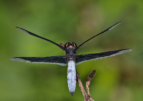 ngid1840441572 naturguckerde widowdragonfly undeterminedpalpopleuraindet nsutuforest cklausewald
