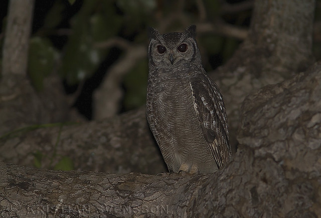 Greyish Eagle-Owl (Bubo cinerascens)